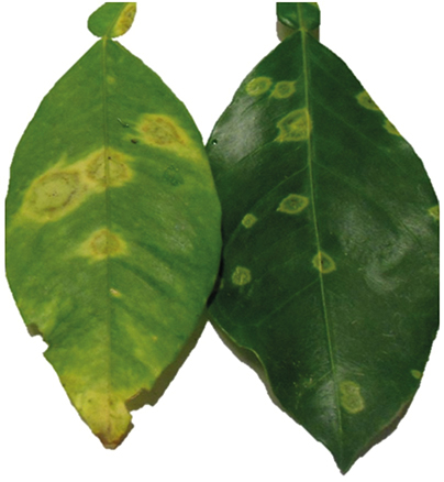 Figura 5 - Lesões de leprose dos citros em folhas de laranja azeda (Citrus aurantium), no estado de Querétaro, México, causadas pelo dichorhavirus orchid fleck virus, isolado citros (OFV-Citrus)