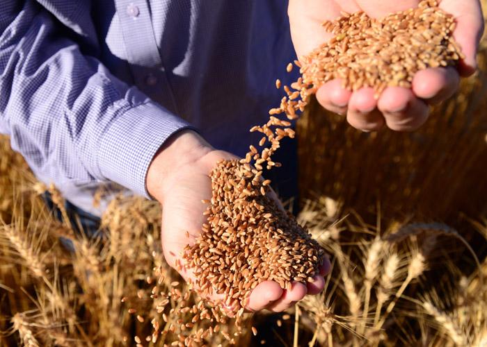 Pesquisa e setor produtivo buscam conter micotoxinas no trigo