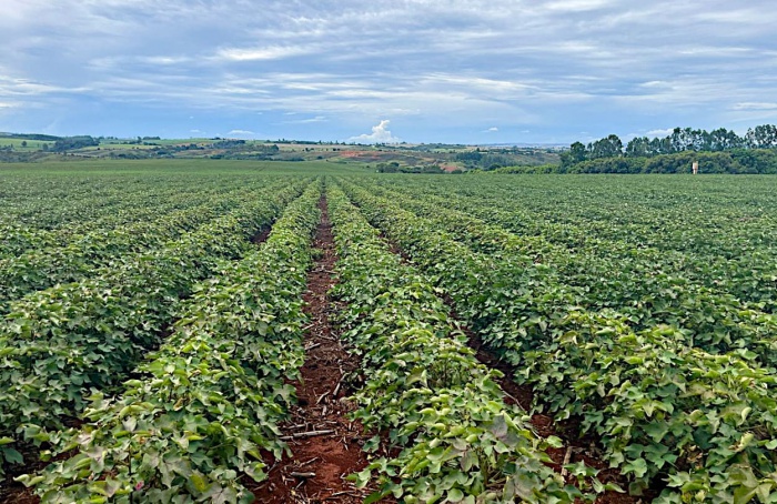 Minas Gerais amplia área de algodão em 34%, mas seca ameaça produtividade