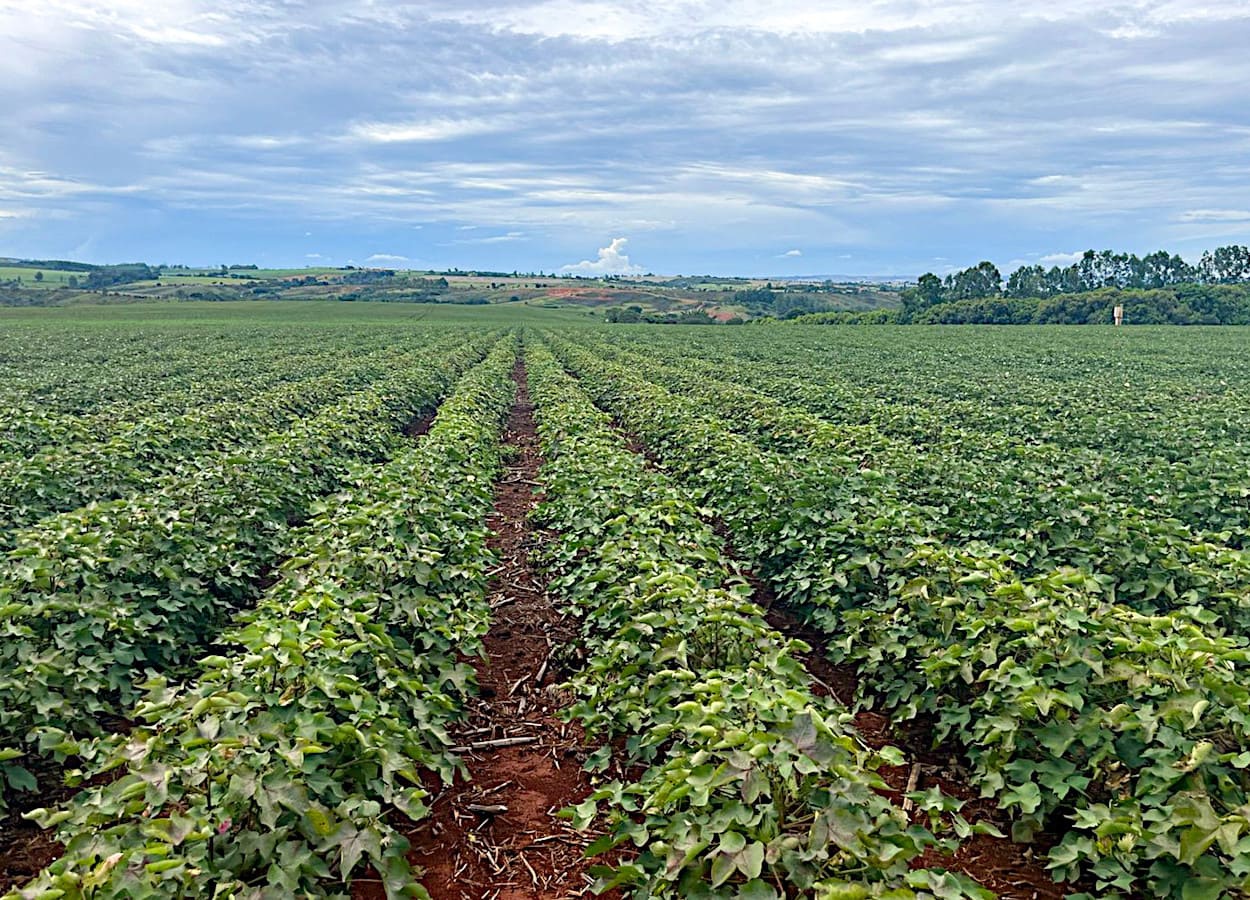 Minas Gerais expands cotton area by 34%, but drought threatens productivity