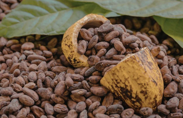 Recebimento de cacau cresce 61% no início de 2026
