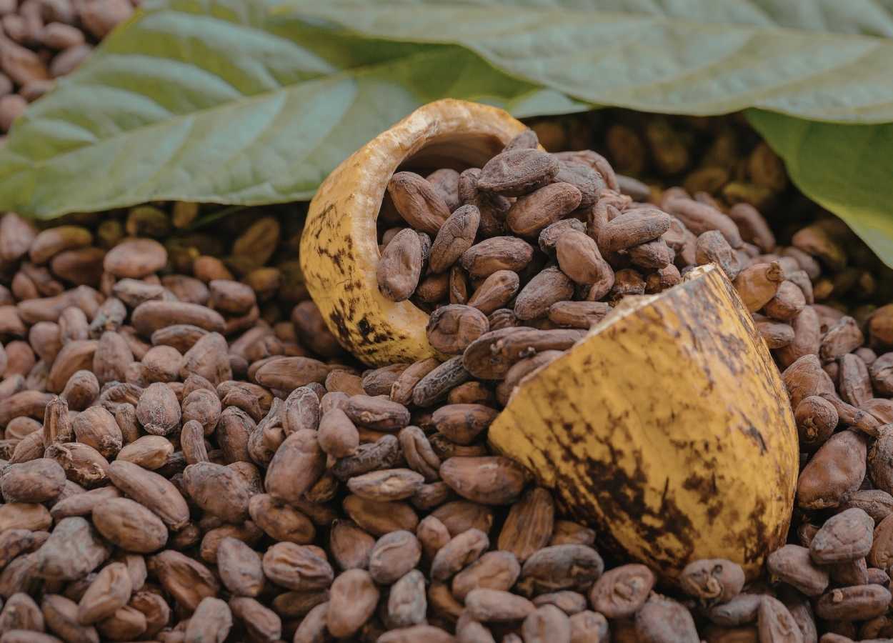 Recebimento de cacau cresce 61% no início de 2026