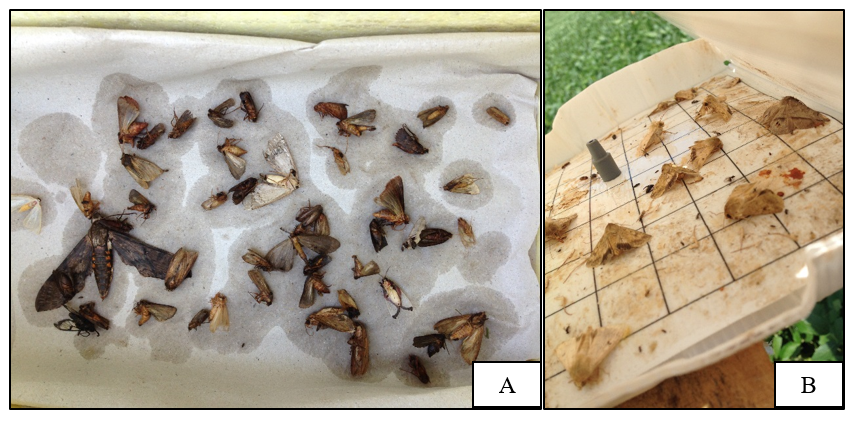Especificidade de amostragem de lepidópteros comparando uma armadilha luminosa (A) e uma armadilha com feromônio sexual (B)