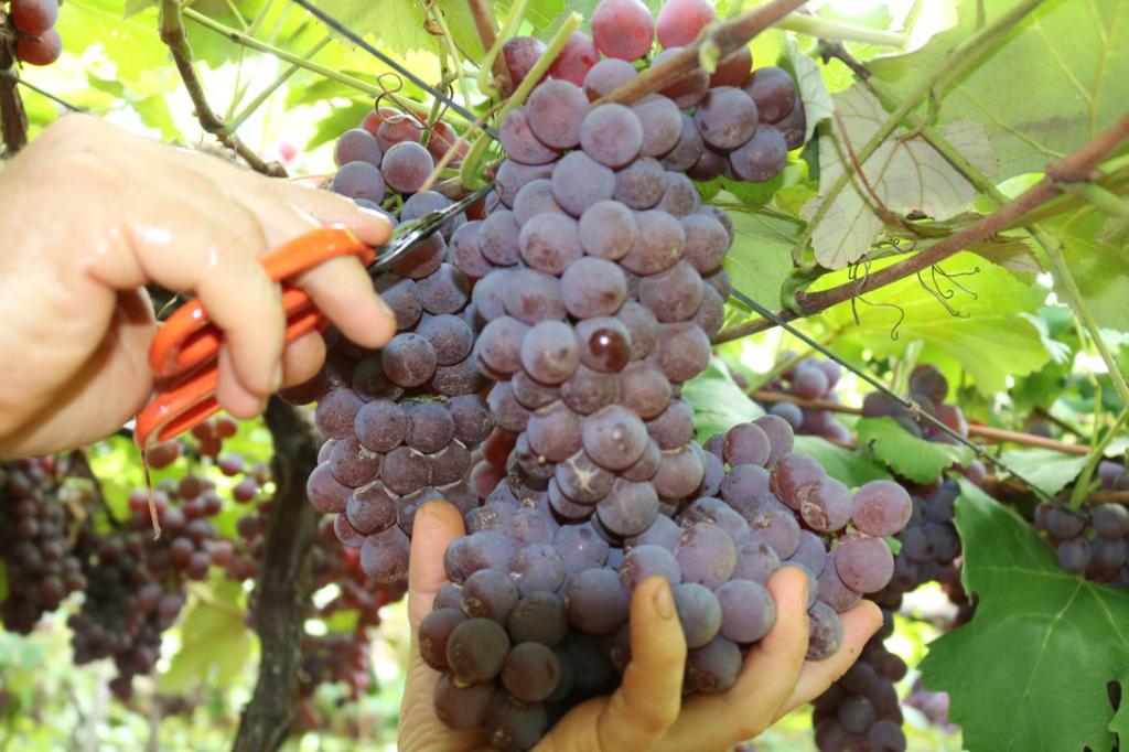 Muito sol e pouca chuva garantem nível excelente de doçura das uvas no RS