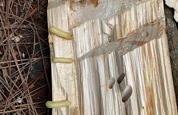 Pesquisadores da Unesp encontram nova praga em produção de Pinus