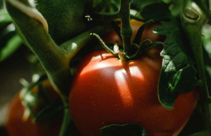 Bt endofítico amplia controle de lagartas em tomate