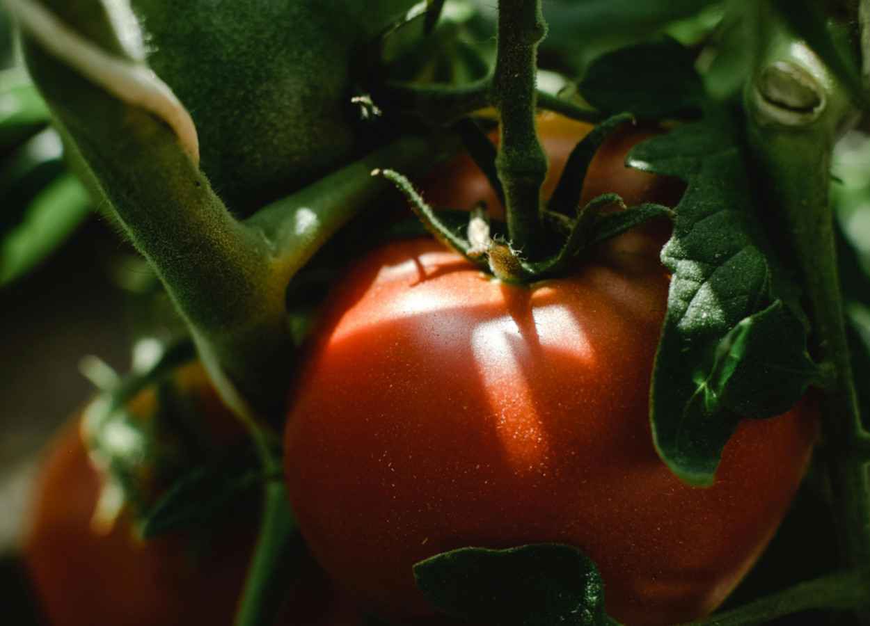 Bt endofítico amplia controle de lagartas em tomate