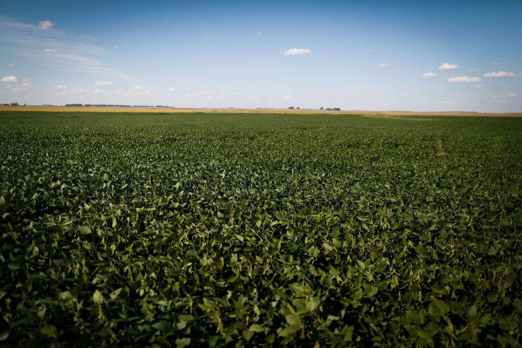 Previsão do tempo pode ser importante aliada do produtor rural