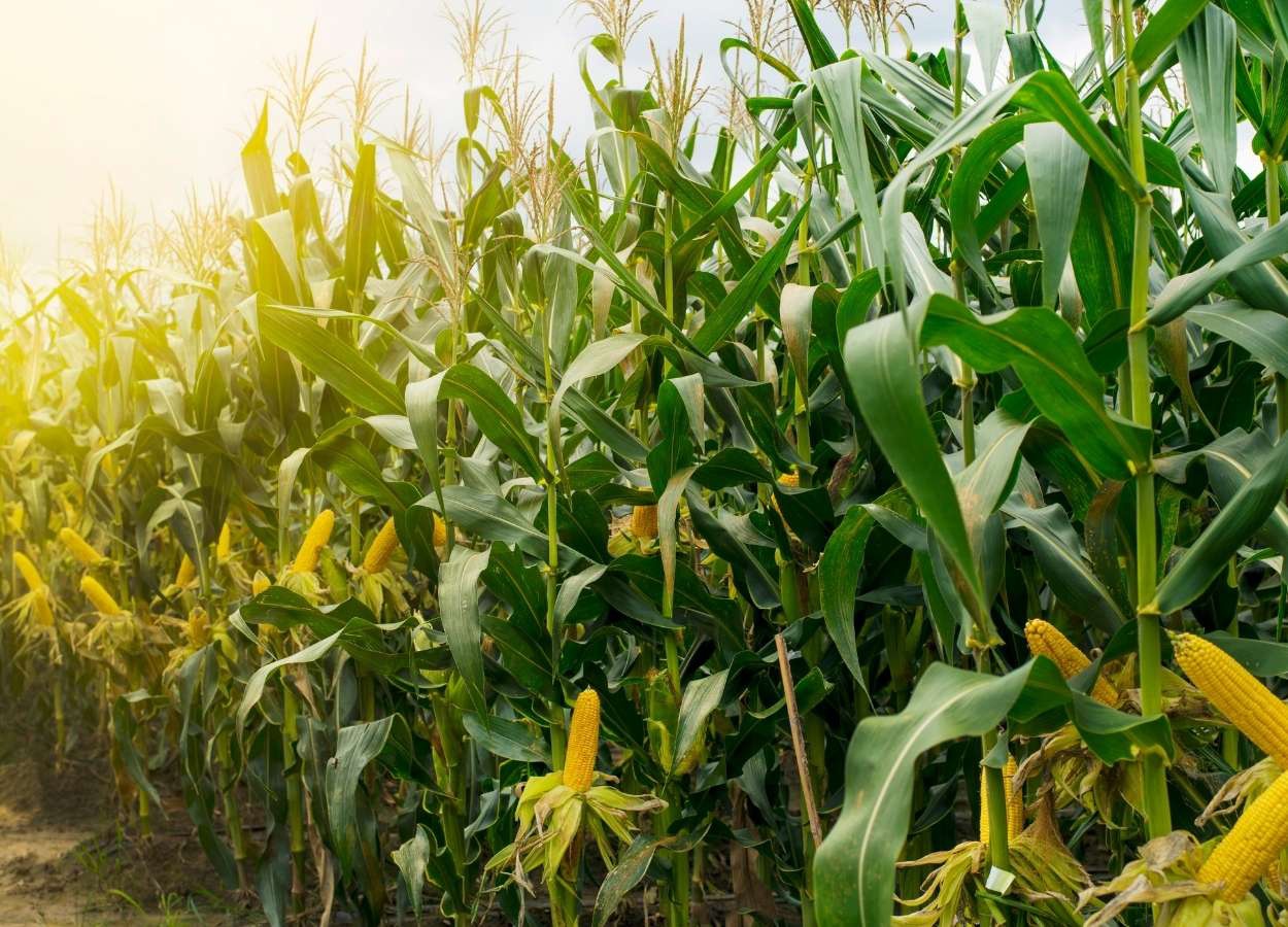 Dia de Campo abordará manejo e produtividade no milho