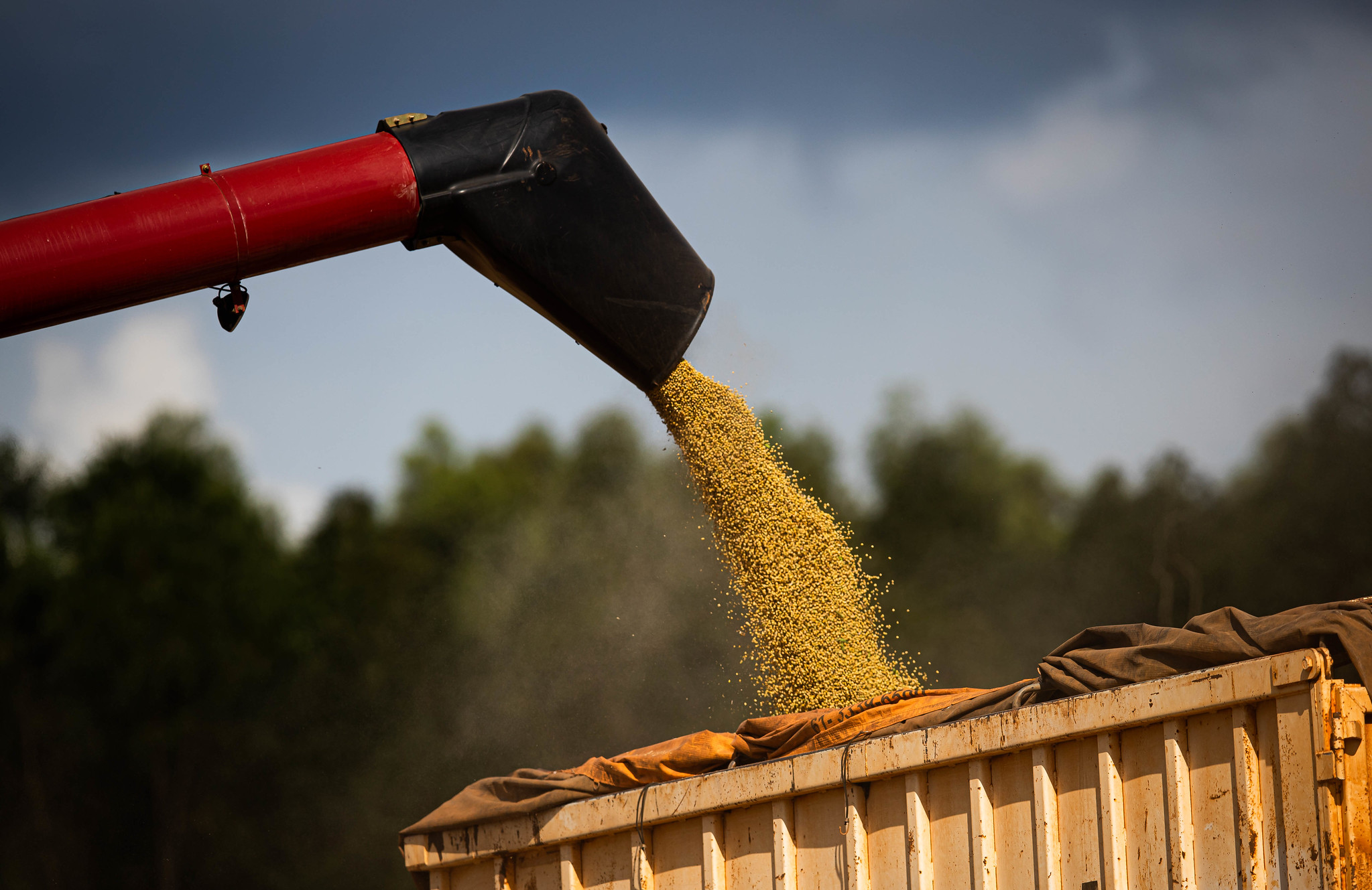 Colheita de soja deste ano leva a recorde nos preços de frete
