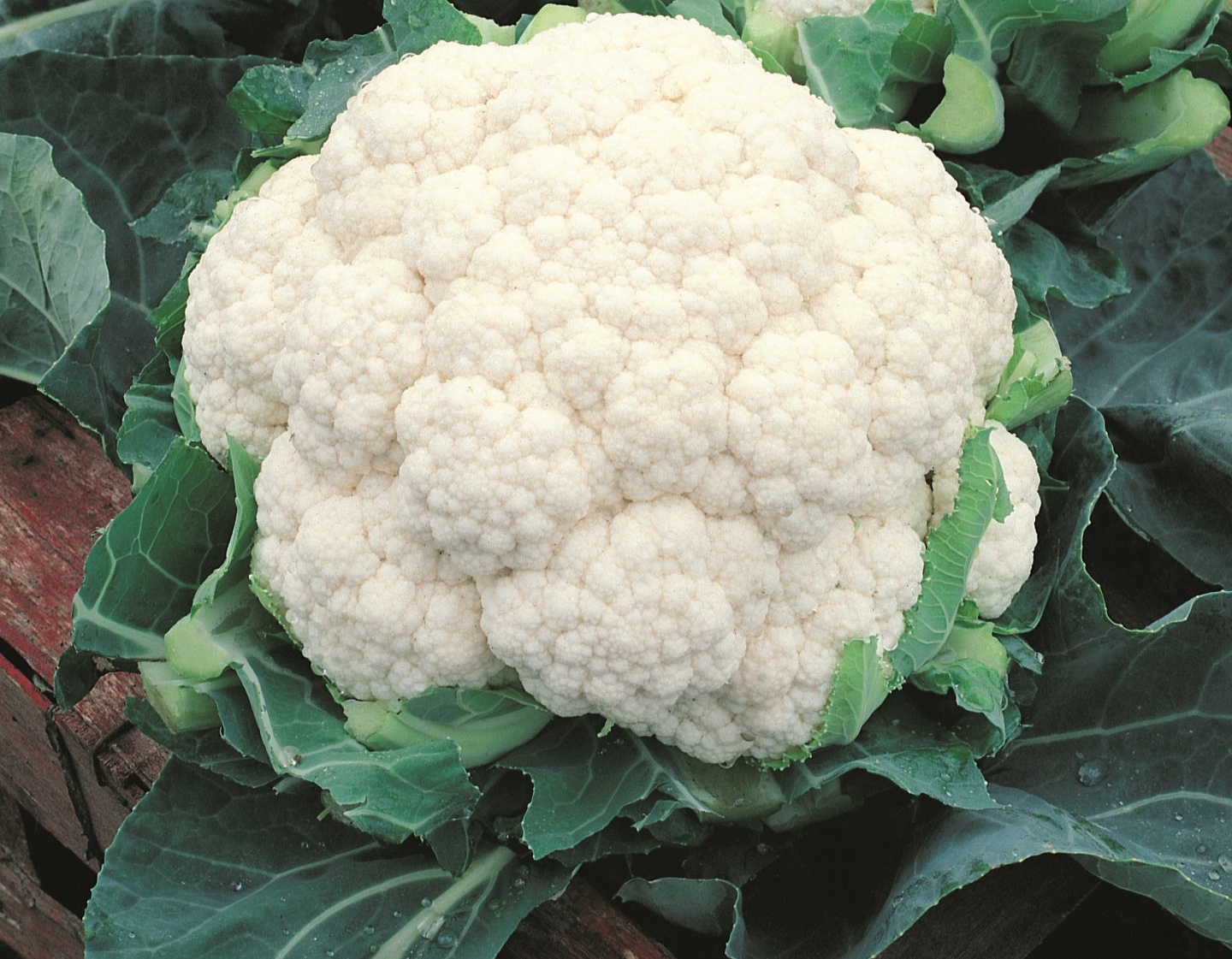 Alpine cauliflower ensures greater planting safety in times of intense climate variation