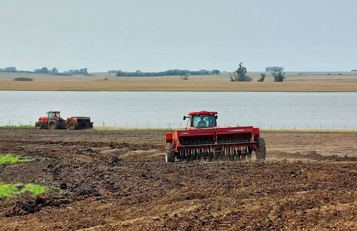 Rio Grande do Sul já semeou 77 mil hectares de arroz