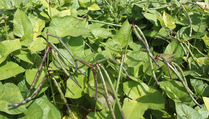 Embrapa valida zoneamento para algodão, arroz e feijão-caupi em Mato Grosso