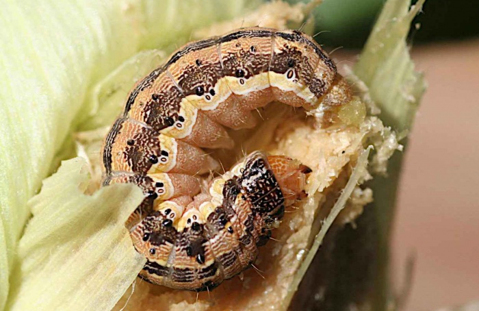 Isoformas de receptor GABA afetam eficácia de inseticidas em lagartas