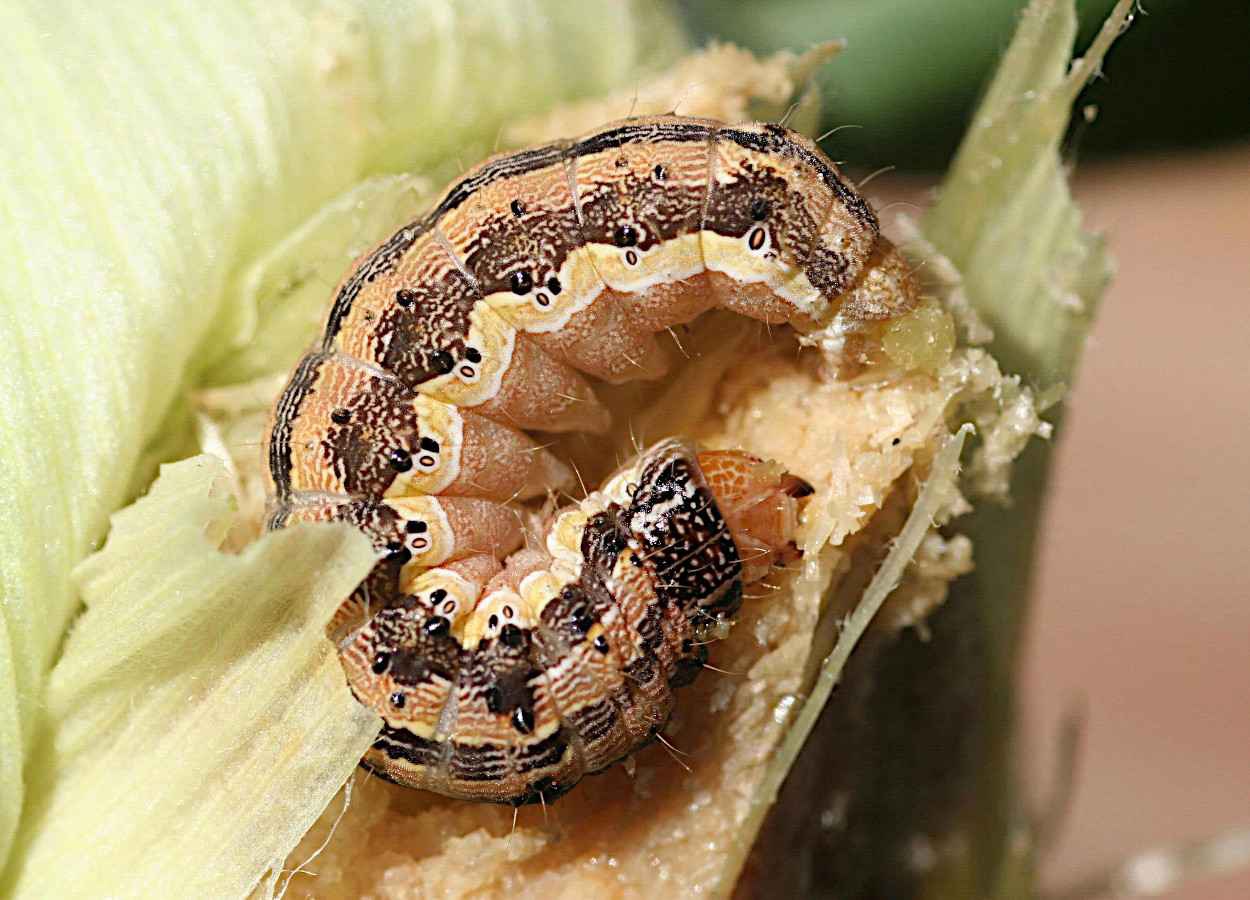 Isoformas de receptor GABA afetam eficácia de inseticidas em lagartas