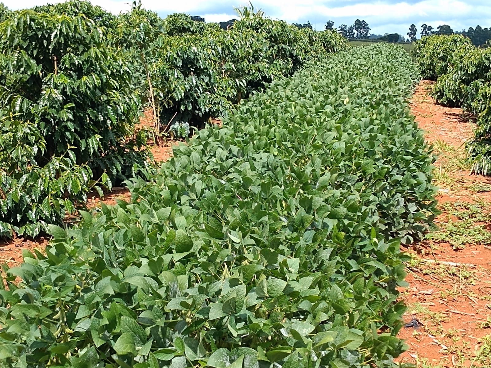 Plantio consorciado de café e soja traz bons resultados no Sul de MG