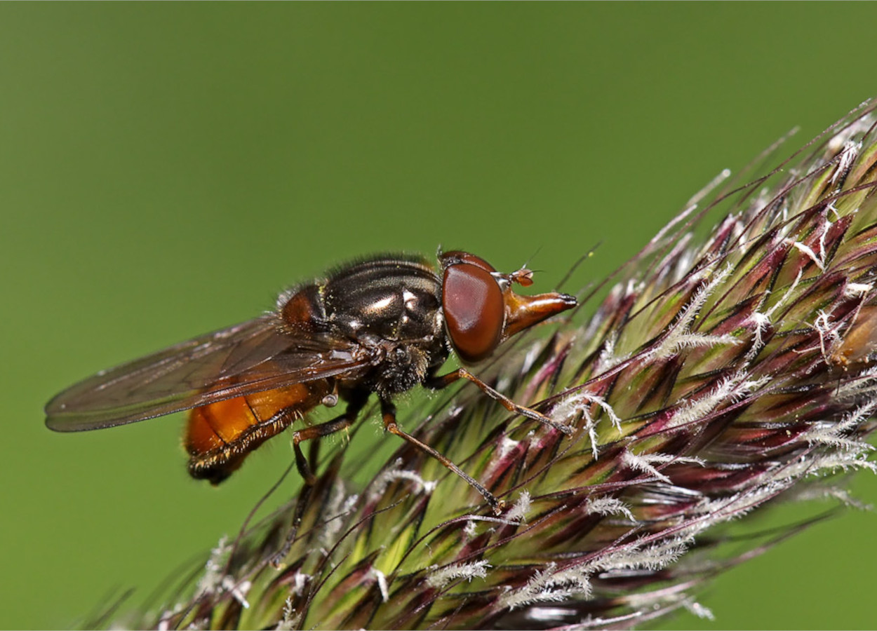 <i>Rhingia campestris</i> - Foto: Valerius Geng