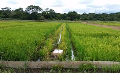 Parcerias com Reino Unido buscam melhoria do desempenho bioeconômico do nitrogênio nas lavouras