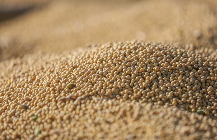 Recorde na soja em 2025 consolidou liderança brasileira