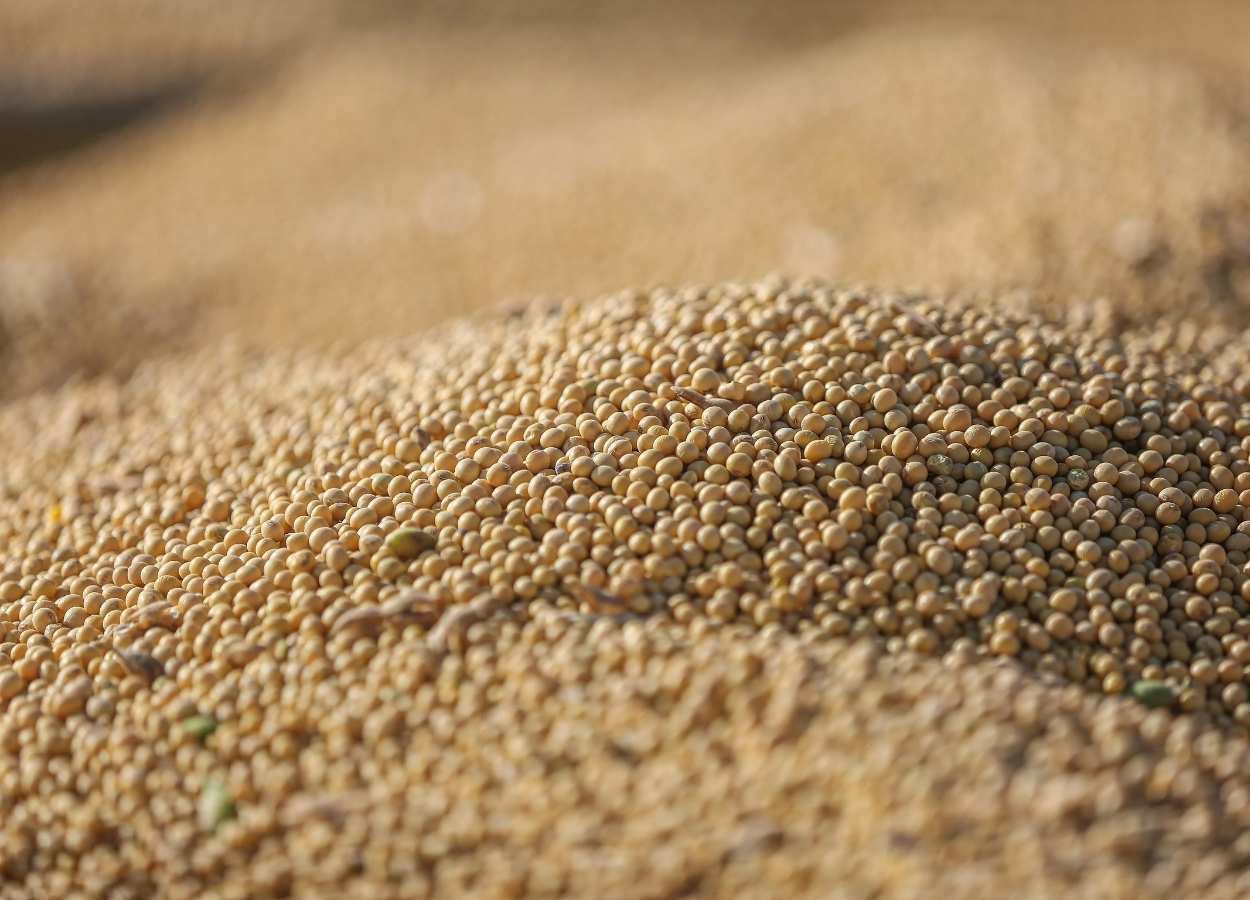 Recorde na soja em 2025 consolidou liderança brasileira