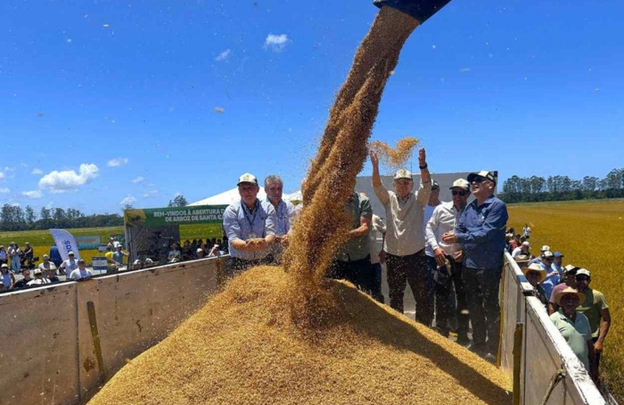 Colheita do arroz começa em SC sob pressão econômica