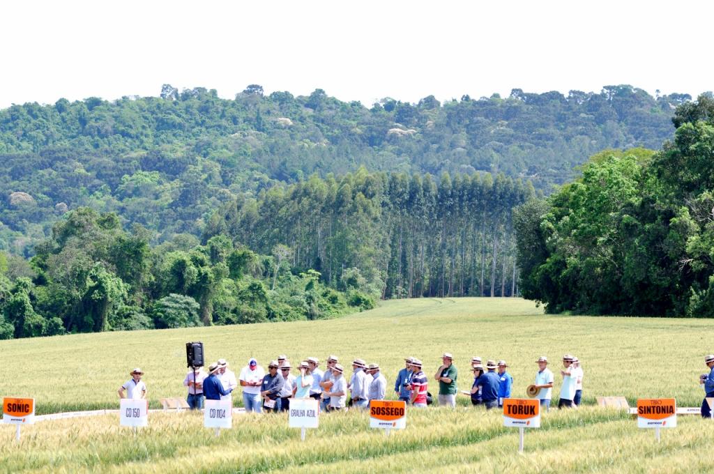 Dia de Campo em Tibagi (PR) mostra como colher mais trigo em menos tempo