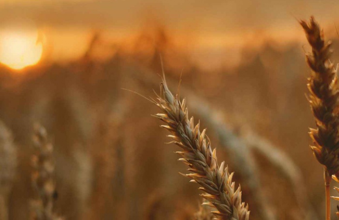 Cientistas criam trigo que requer menos fertilizante químico