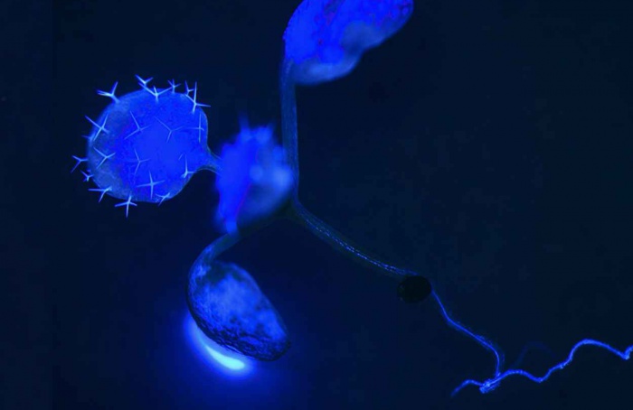 Relógio circadiano ajusta gradiente de prótons e redefine partição de carbono