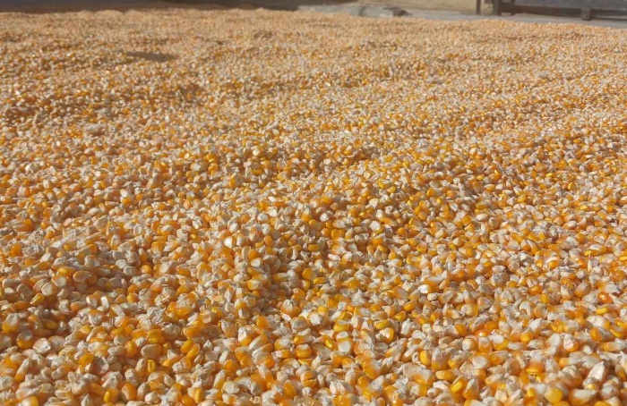 Reunião em Londrina discute estratégias para a 2ª safra de milho