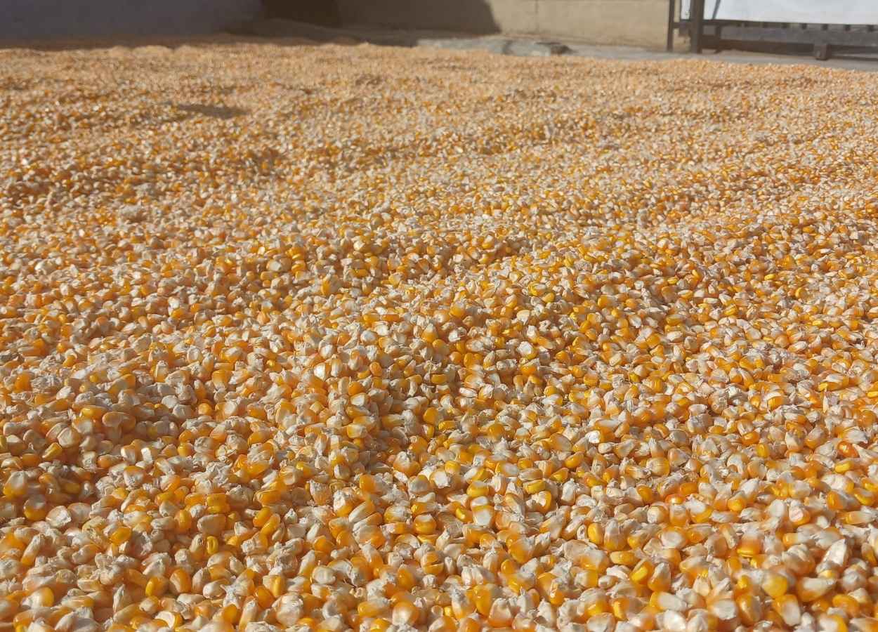 Reunião em Londrina discute estratégias para a 2ª safra de milho