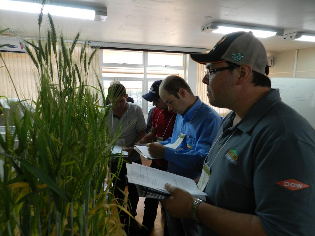 Embrapa e OCB encerram nova turma na capacitação em cereais de inverno