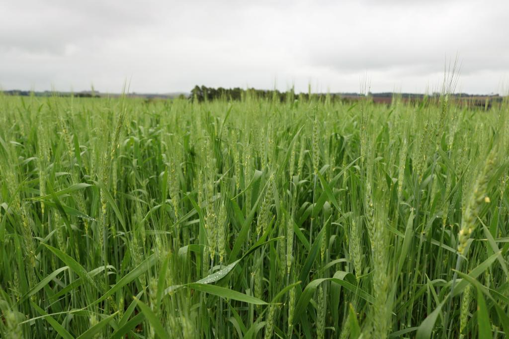 Trigo no RS está em floração