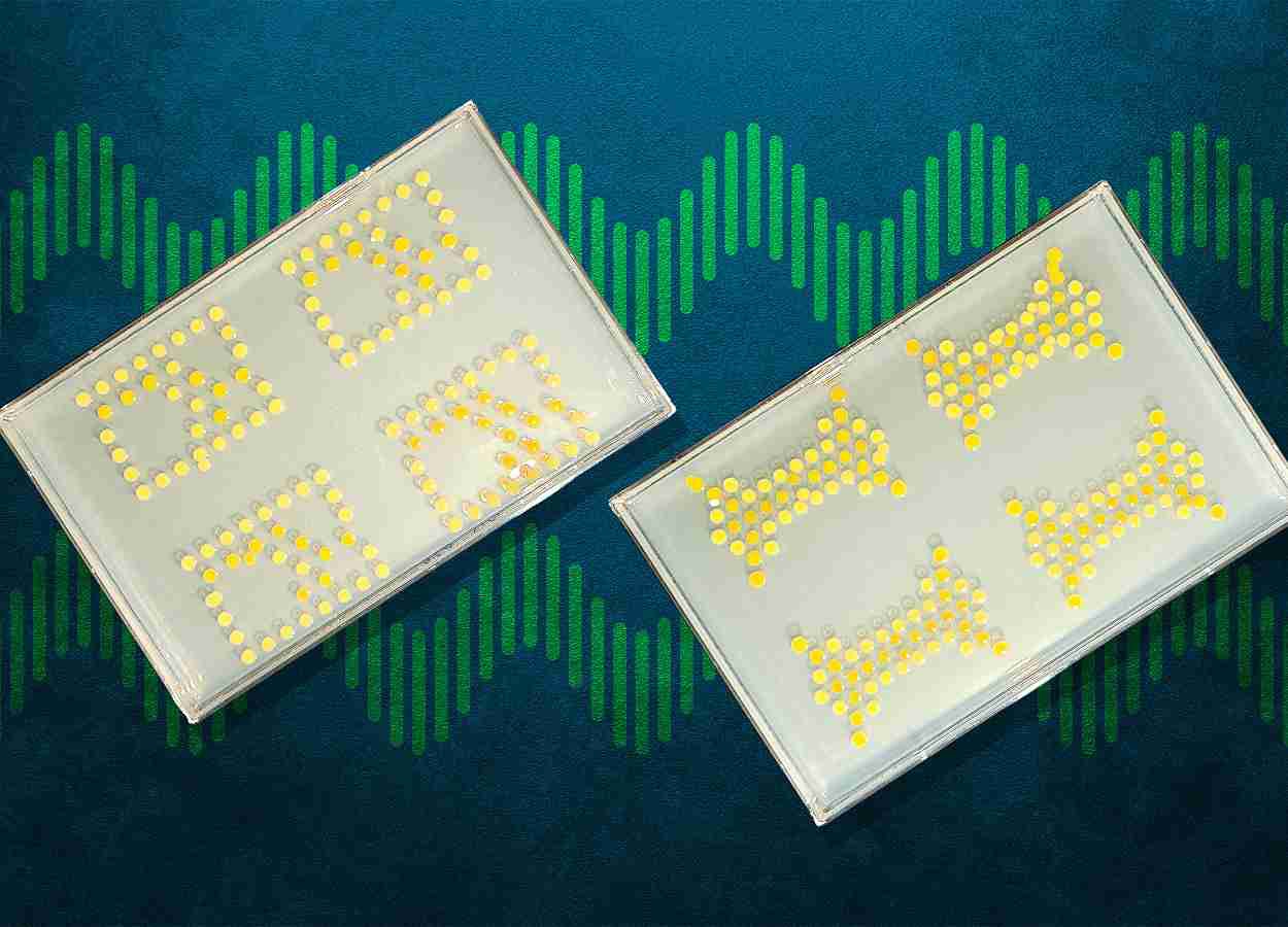 Bactérias tornam-se transistores em circuitos vivos desenvolvidos no MIT