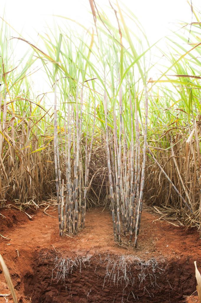 Microgeo promove palestra sobre o uso da adubação biológica na produção de cana-de-açúcar