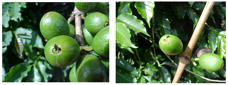 Fêmea da boca-do-café e orifíco de penetração no fruto verde (chumbão), na lateral da coroa (esquerda) e no centro da coroa (direita). Fotos: Paulo Rebelles Reis