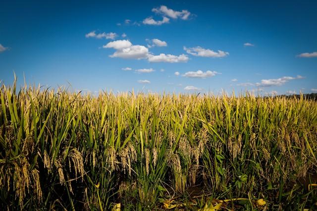 Indicador do arroz tem leve queda no mercado brasileiro