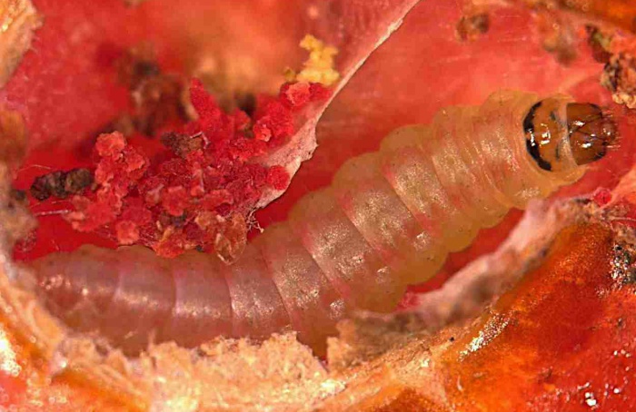 Subdose de tetraniliprole pode estimular crescimento de Tuta absoluta