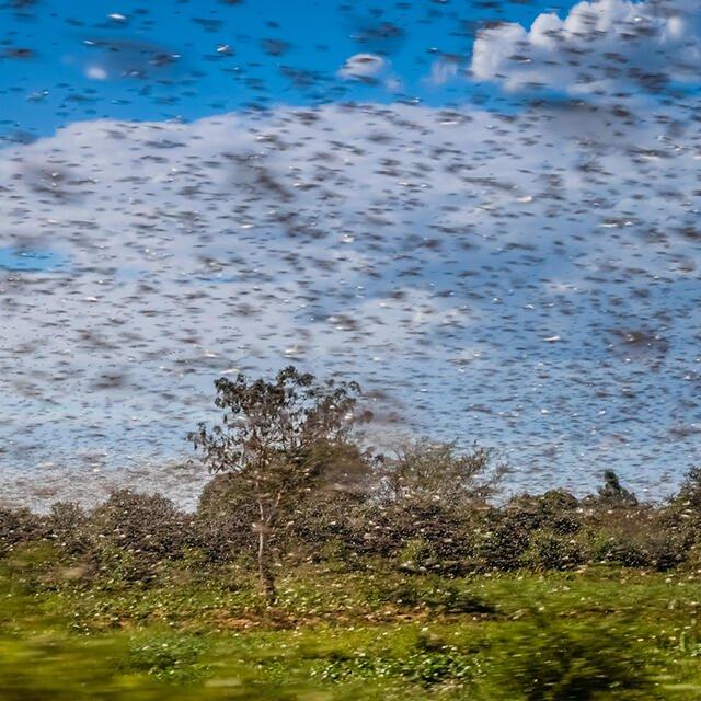 Nuvem de gafanhotos preocupa novamente agricultores do Sul do Brasil