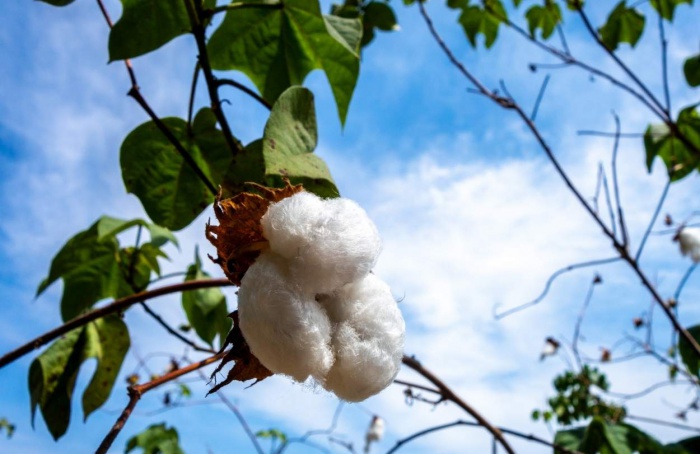 Algodão brasileiro é destaque em evento na Alemanha