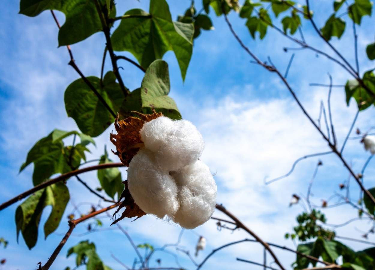 Abrapa participa da Bremen Cotton Conference e leva temas como qualidade, rastreabilidade e estratégias de mercado