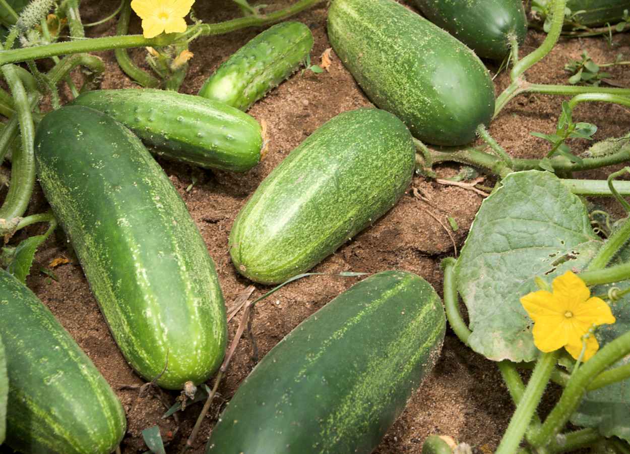 Foto:&nbsp;Stephen Ausmus / USDA 