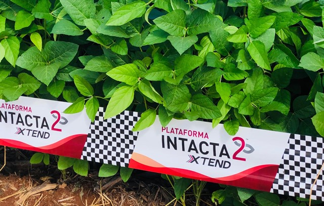 Intacta 2 Xtend - Agranda Sementes