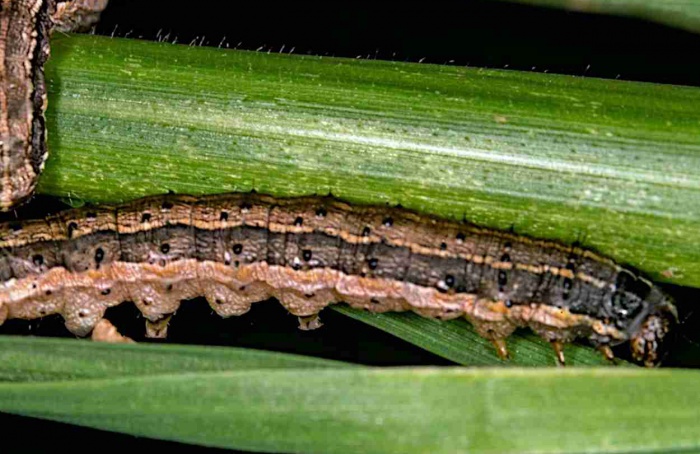 RNAi amplia ação de vírus contra Spodoptera frugiperda