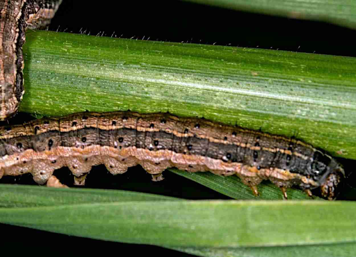 RNAi amplia ação de vírus contra Spodoptera frugiperda