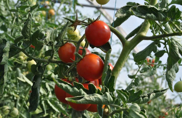 PR Safra 2024/25: horticultura representa 5,1% do VBP do agro