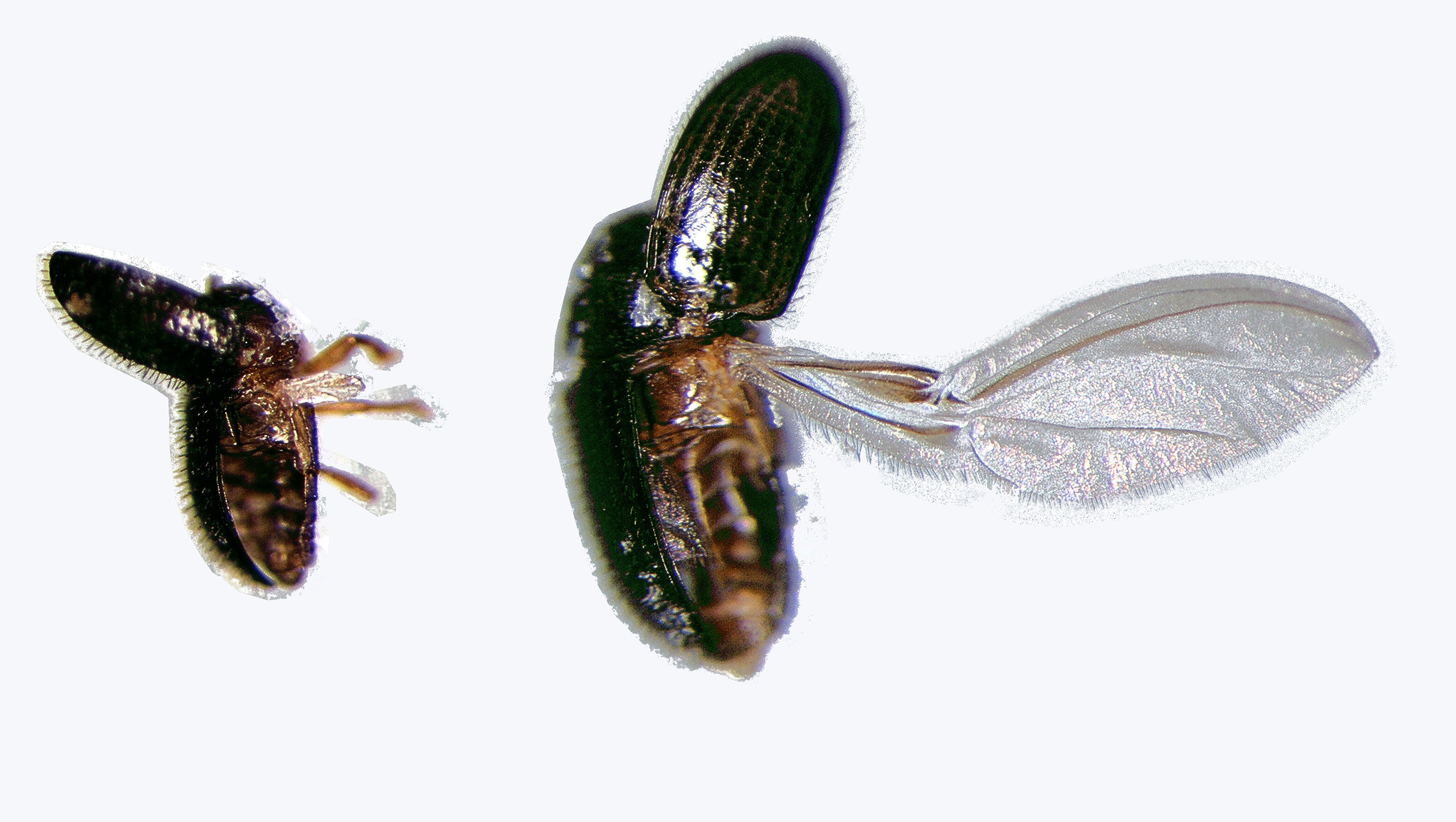 Macho com asas posteriores atrofiadas (esquerda) e fêmea com asas posteriores normais (direita) que possiblitam o voo. Foto: Paulo Rebelles Reis.