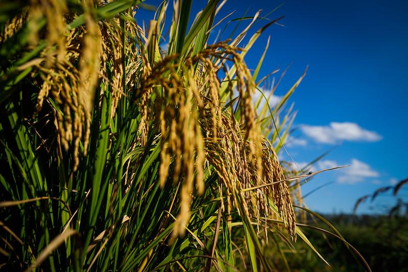 Índice de plantio de arroz, milho e soja é maior que período anterior