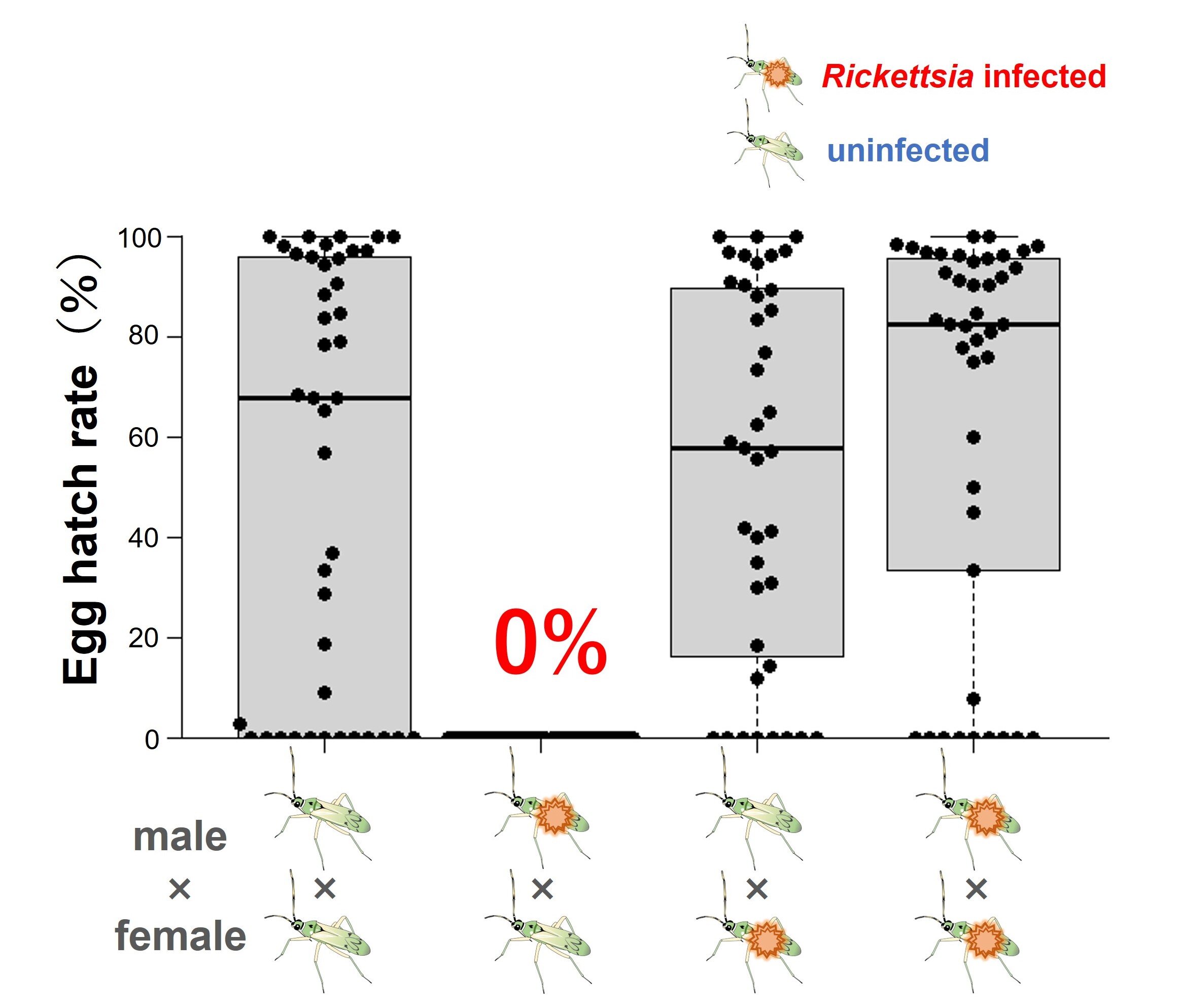 Experimentos de acasalamento foram conduzidos com insetos infectados com <i>Rickettsia</i> e aqueles curados da infecção por <i>Rickettsia</i> por tratamento com antibióticos. Entre as quatro combinações de acasalamento possíveis, apenas o pareamento de fêmeas não infectadas e machos infectados resultou em 0% de taxa de eclosão de ovos - Imagem: National Agriculture and Food Research Organization (NARO)