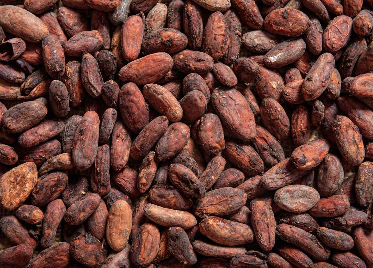 Recebimento de cacau cresce 25,3% na safra 25/26