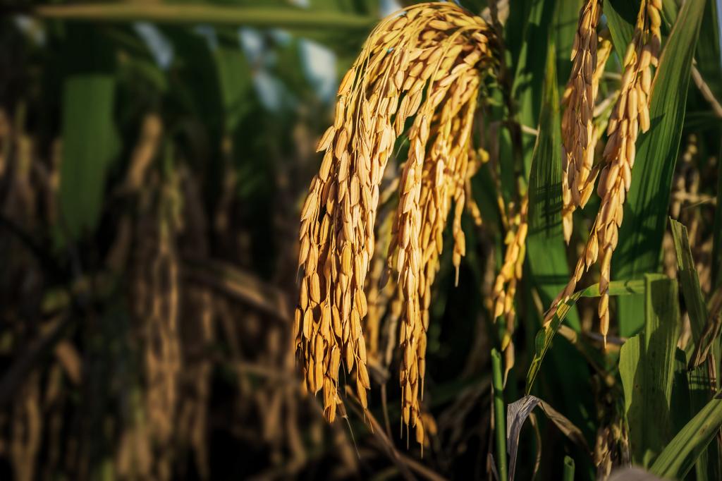 Prognóstico de chuvas para os próximos dias deixa produtores de arroz em alerta